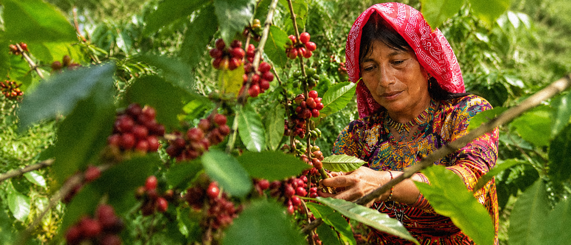 Cosecha de café Geisha en una finca panameña